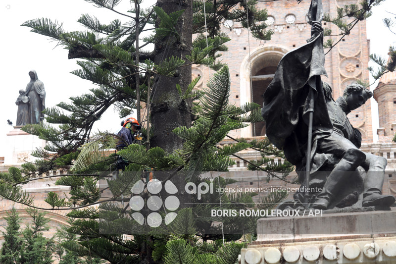 CUENCA-MANTENIMIENTO ARBOLES PATRIMONIALES
