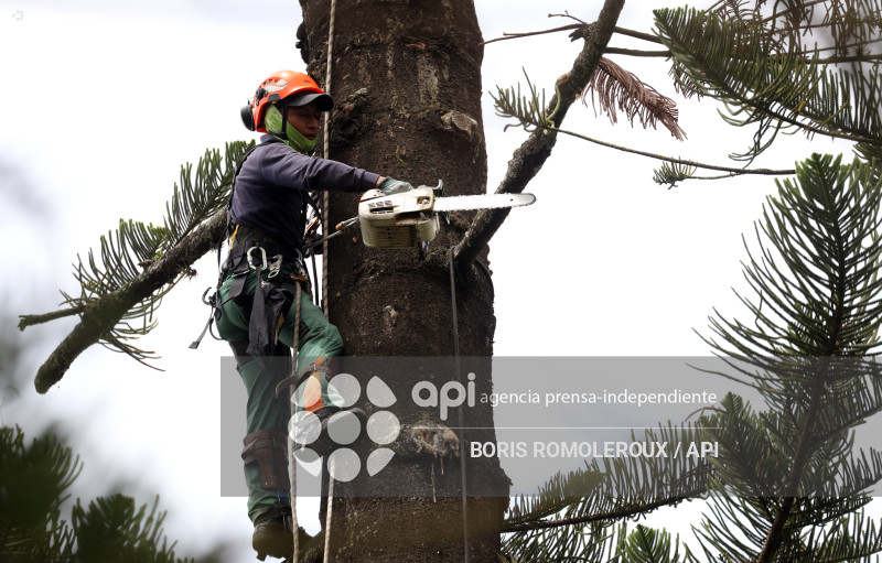 CUENCA-MANTENIMIENTO ARBOLES PATRIMONIALES
