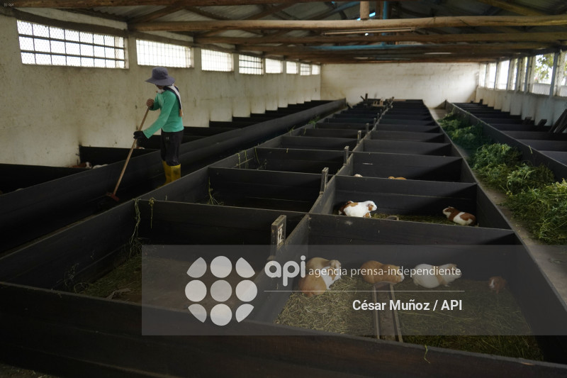 GYE-ENFERMEDAD Y VENTA DE CUYES