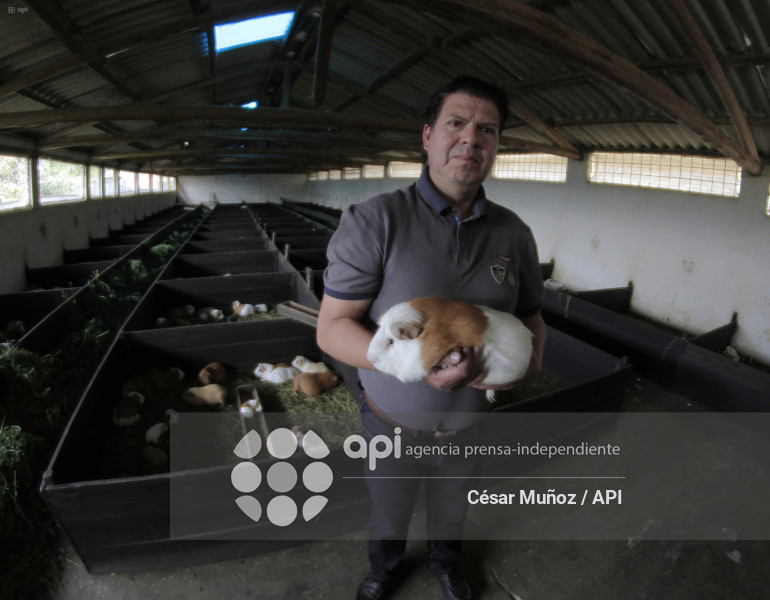 GYE-ENFERMEDAD Y VENTA DE CUYES