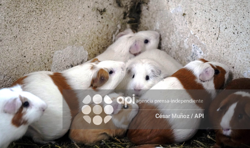 GYE-ENFERMEDAD Y VENTA DE CUYES