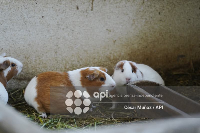GYE-ENFERMEDAD Y VENTA DE CUYES