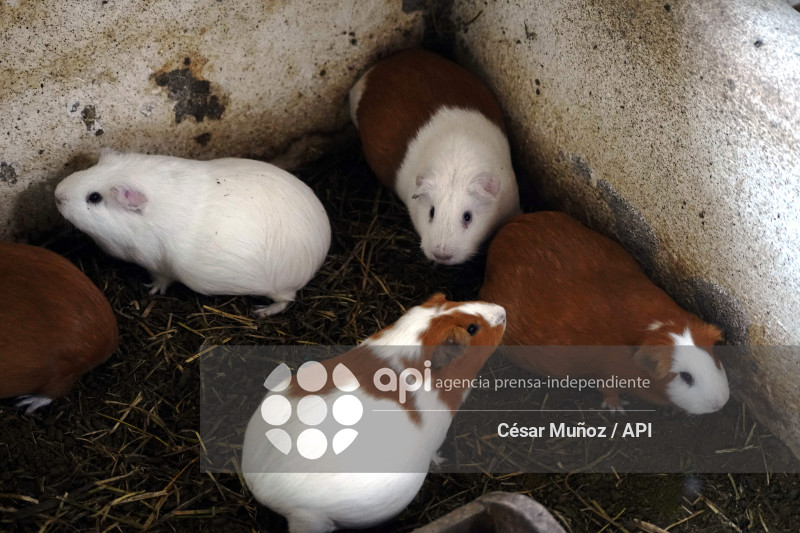 GYE-ENFERMEDAD Y VENTA DE CUYES